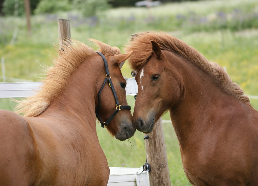 Ratsastustunnit alkavat elokuussa&nbsp;2018!