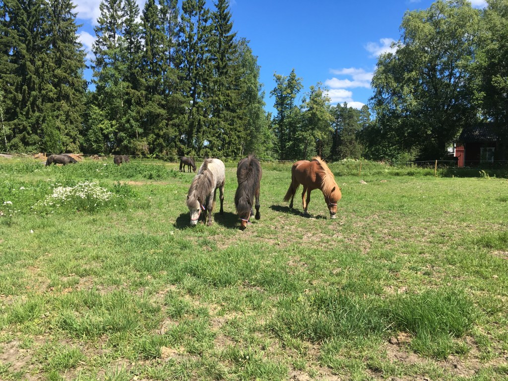 Muutama paikka vielä vapaana kesän ratsastusleireille