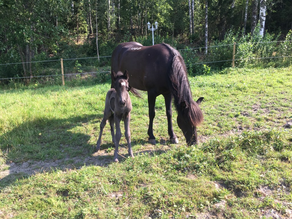 Kesän 2019 ratsastusleirit
