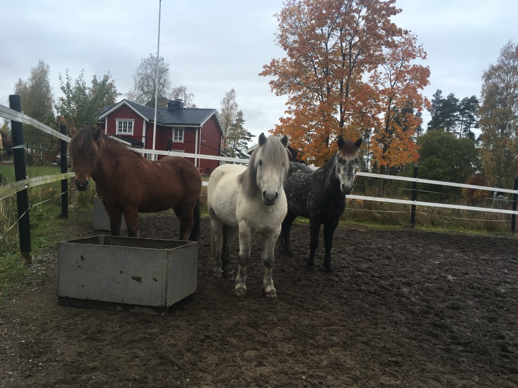 Myyntihevosille oma sivu