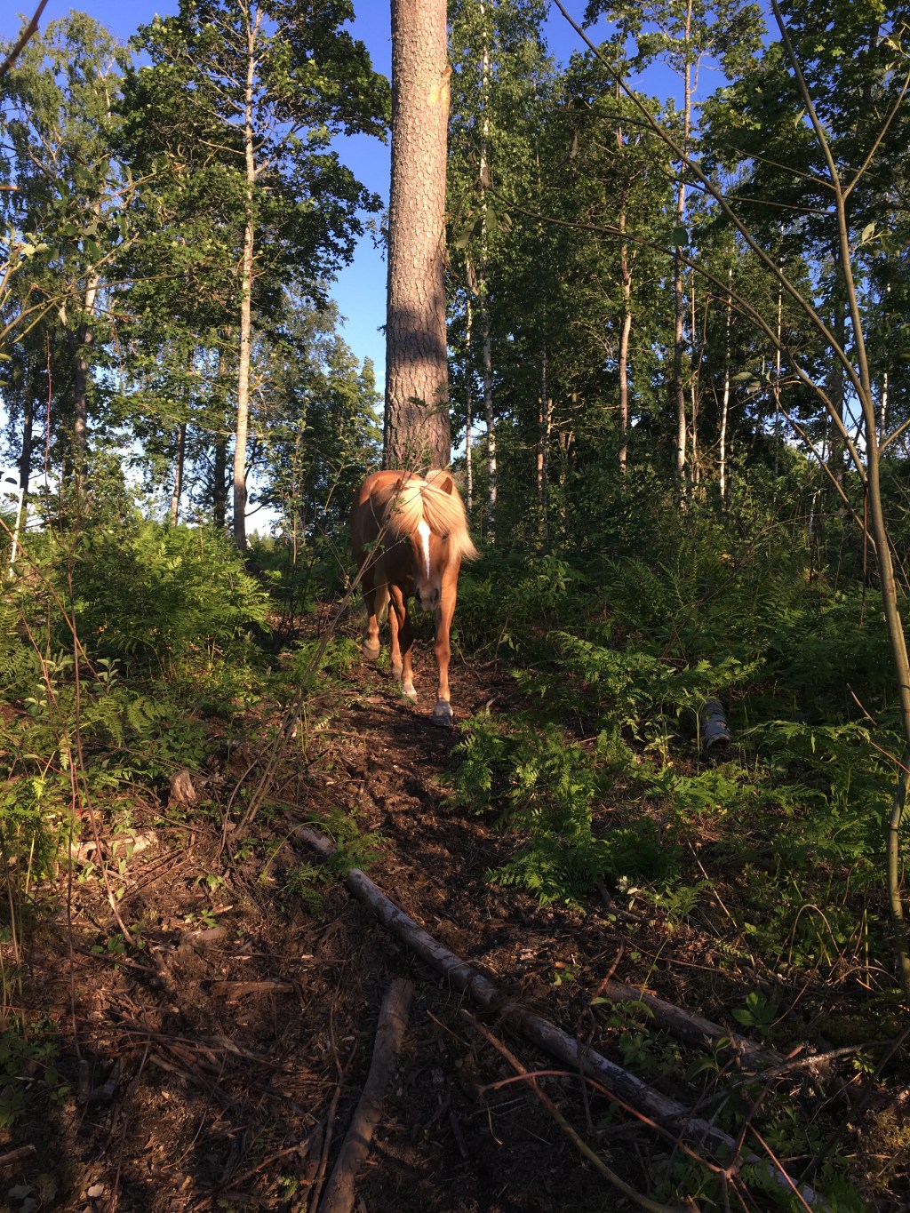 Syksyn 2021 tuntivaraus aukeaa Hopotissa pe 28.5. klo 10.