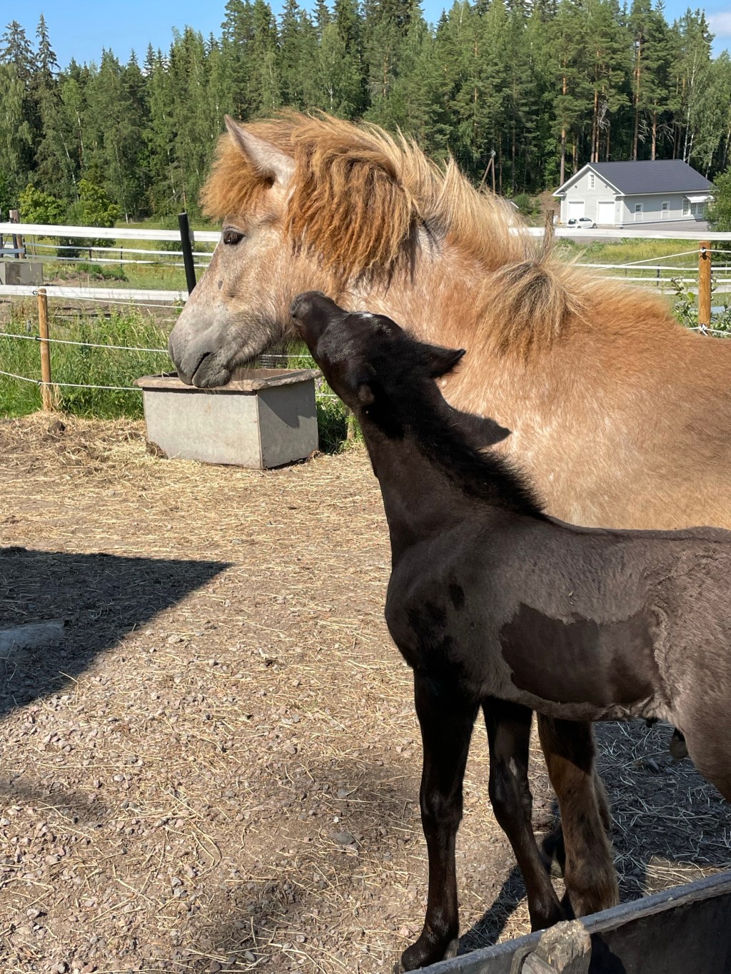 Ensimmäiset viralliset harkkakisat Fludabaerin radalla 18.9.