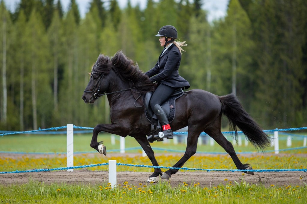 Uusia ratsastustunteja aikuisille elokuussa Aloita ratsastus aikuisena  sekä Töltin&nbsp;ratsastus